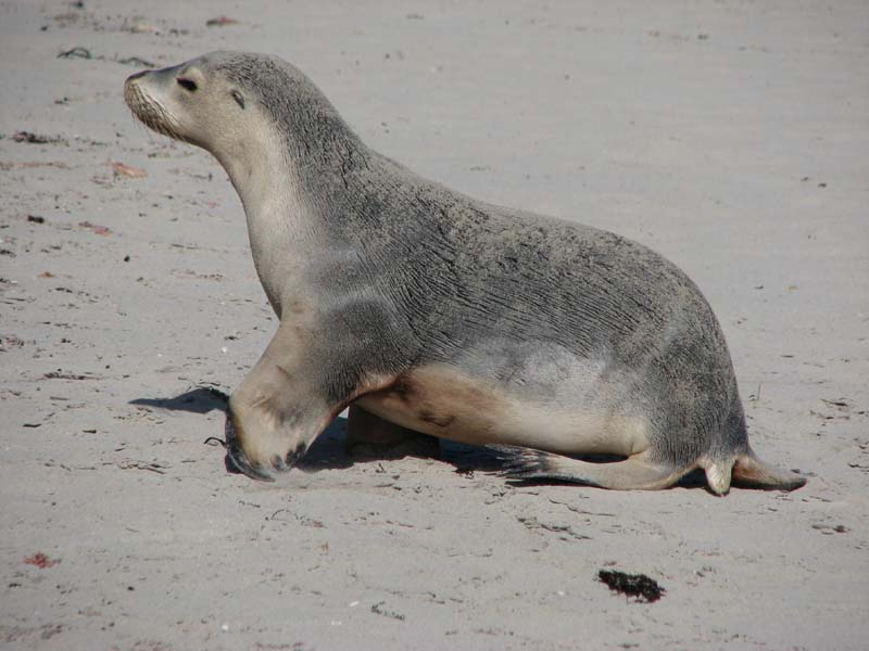 Sea Lion Pup